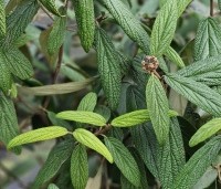 Viburnum rhytidophyllum - Sneeuwbal - 1
