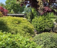 Prunus lusitanica 'Angustifolia' - Portugese laurier - achterste bol