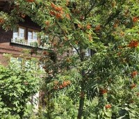 Sorbus aucuparia - Lijsterbes - 1