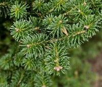 Abies nordmanniana - Nordmanspar - 2