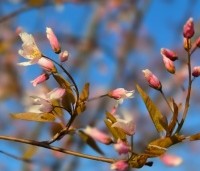 Amelanchier arborea 'Robin Hill' - Amerikaans krentenboompje - bloeit begin april