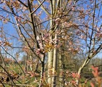Amelanchier arborea 'Robin Hill' - Amerikaans krentenboompje - 6