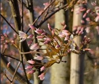 Amelanchier arborea 'Robin Hill' - Amerikaans krentenboompje - 5