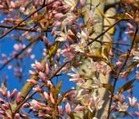 Amelanchier arborea 'Robin Hill' - Amerikaans krentenboompje - 4