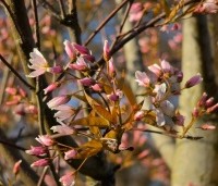 Amelanchier arborea 'Robin Hill' - Amerikaans krentenboompje - 7