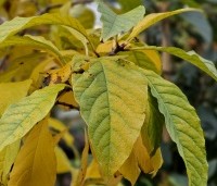 Chionanthus virginicus - Chionanthus virginicus - herfstblad