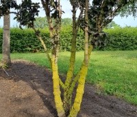 Sambucus nigra 'Black Tower'  - Zuil vlier 'Black Tower' - 2