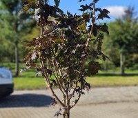 Acer platanoides 'Crimson Sentry' - Roodbladige Noordse Esdoorn - 3