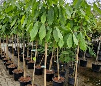 Asimina triloba - Pawpaw - 1