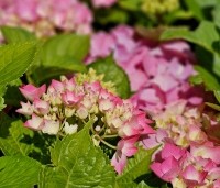 Hydrangea   macrophylla 'Bouquet Rose' - Hortensia 'Bouquet Rose'  - 2