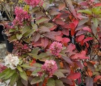 Hydrangea paniculata 'Pinky Winky' - Pluimhortensia 'Pinky Winky' - veelkleurig tot in het late najaar