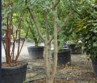 Celtis occidentalis - Westerse netelboom - 6