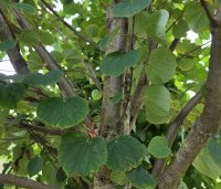 Cercidiphyllum japonicum  - Katsuraboom - 2
