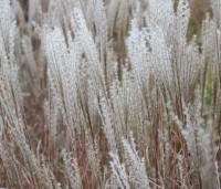 Miscanthus sinensis 'Kleine Silberspinne' - Prachtriet 'Kleine Silberspinne' - 3