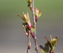Aronia