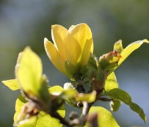 Magnolia Yellow Bird bloem detail