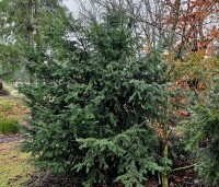 Taxus baccata - Venijnboom - 2