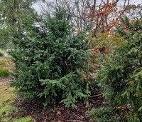 Taxus baccata - Venijnboom - 3