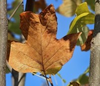 Liriodendron tulipifera - Tulpenboom - 1