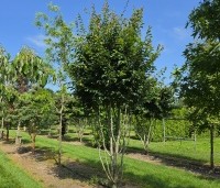 Parrotia persica 'Vanessa' - Perzisch IJzerhout - 1