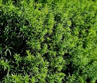 Taxus media 'Hicksii' - Taxus 'Hicksii' - 2