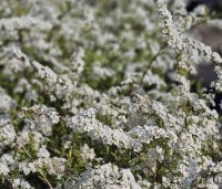 Spiraea x cinerea 'Grefsheim' - Spierstruik  'Grefsheim' - 4