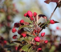 Malus toringo 'Scarlet'