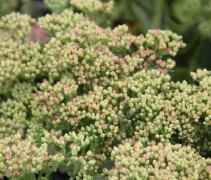 Sedum lijkt een vetplant, op deze foto zijn de meeste bloemknoppen nog gesloten