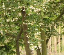 Styrax Japonicus