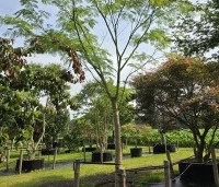 Albizia julibrissin - Perzische slaapboom - 1