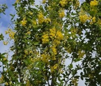 Laburnum anag. 'Yellow Rocket' - Laburnum anag. 'Yellow Rocket' - 2