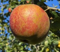 Malus dom. 'Rode Boskoop' - Malus dom. 'Rode Boskoop' - 2