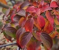 cornus kousa var chinensis - cornus kousa var chinensis - herfsttopper