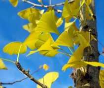 Ginkgo biloba herfstgeel