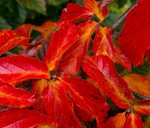 Parrotia persica 'Vanessa'