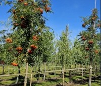 Sorbus 'Dodong' - Lijsterbes 'Dodong' - 1