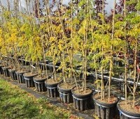 Gleditsia triacanthos 'Sunburst' - Valse christusdoorn - 1