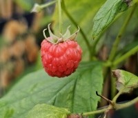 Rubus idaeus 'Malling Promise' - Zomerframboos 'Malling Promise' - 1