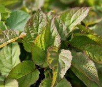 Actinidia kolomikta - Siberische kiwi - 1