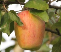Malus domestica 'Princesse Noble'