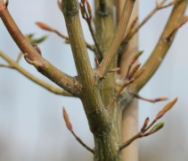 Streepjesbast esdoorn met jonge knoppen aan de boom