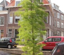 Taxodium distichum 'Nutans' toepassing aan gracht