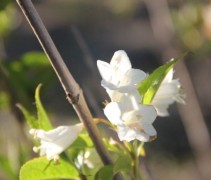 Weigela 'Candida' genietend van de zon met witte bloemen