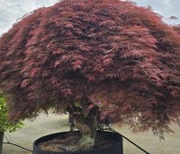 Acer palmatum 'Dragon Fire' - Japanse Esdoorn Dragon Fire - 2