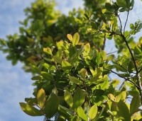 Arbutus unedo - Aardbeiboom - 1