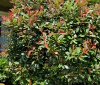 Photinia fraseri 'Red Robin'  - Glansmispel - 1