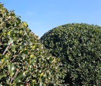 Ilex meserveae 'Blue Angel' - Blauwe hulst - 1
