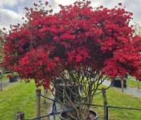 Rododendron Azalea 'Stewartstonian' - Azalea 'Stewartstonian' - 5