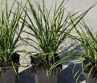 Luzula sylvatica - Veldbies - 2