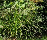 Luzula sylvatica - Veldbies - 1